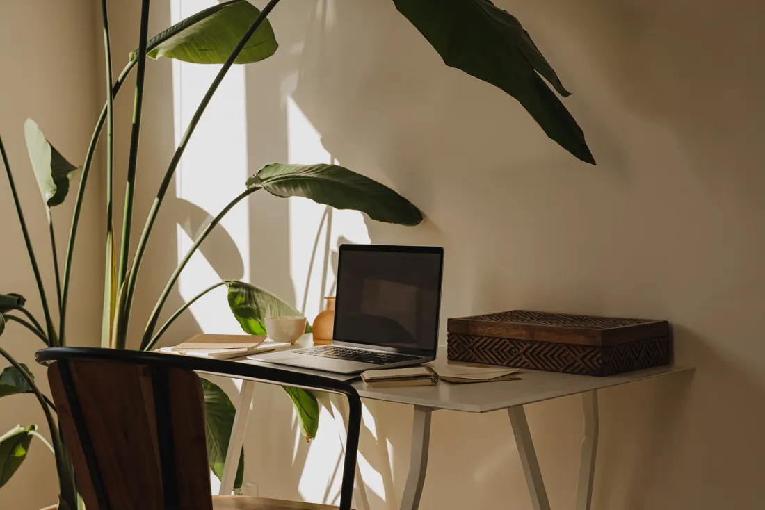 A bright workspace with a laptop and plants